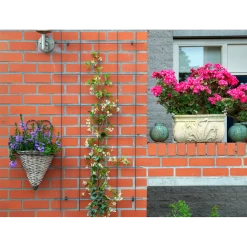 Nature - Metalen Klimrek Geplastificeerd Grijs H145x72,5cm 6 Nature - Metalen Klimrek Geplastificeerd Grijs H145x72,5cm -Groene Tuin Verkoop nature metalen klimrek geplastificeerd grijs h145x72 5cm 3 2