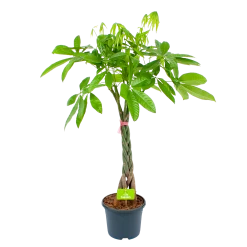 Pachira Aquatica - Geldboom - P23 H110 - Kamerplant