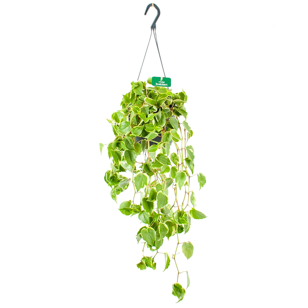 Peperomia Scandens Variegata - In Hangpot - P17 H30 - Kamerplant 1 Peperomia Scandens Variegata - In Hangpot - P17 H30 - Kamerplant