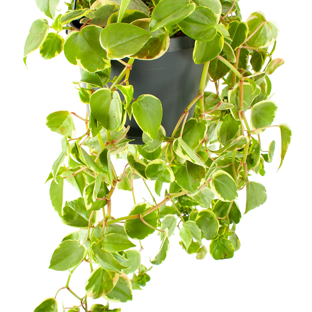 Peperomia Scandens Variegata - In Hangpot - P17 H30 - Kamerplant 2 Peperomia Scandens Variegata - In Hangpot - P17 H30 - Kamerplant - Afbeelding 2