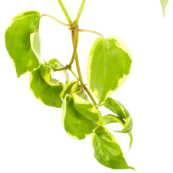 Peperomia Scandens Variegata - In Hangpot - P17 H30 - Kamerplant 6 Peperomia Scandens Variegata - In Hangpot - P17 H30 - Kamerplant -Groene Tuin Verkoop peperomia scandens variegata in hangpot p17 h30 6