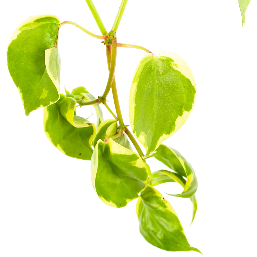 Peperomia Scandens Variegata - In Hangpot - P17 H30 - Kamerplant 3 Peperomia Scandens Variegata - In Hangpot - P17 H30 - Kamerplant - Afbeelding 3