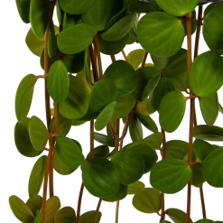 Peperomia Tetraphylla - In Hangpot - P15 H25 - Kamerplant -Groene Tuin Verkoop peperomia tetraphylla in hangpot p15 h25 6
