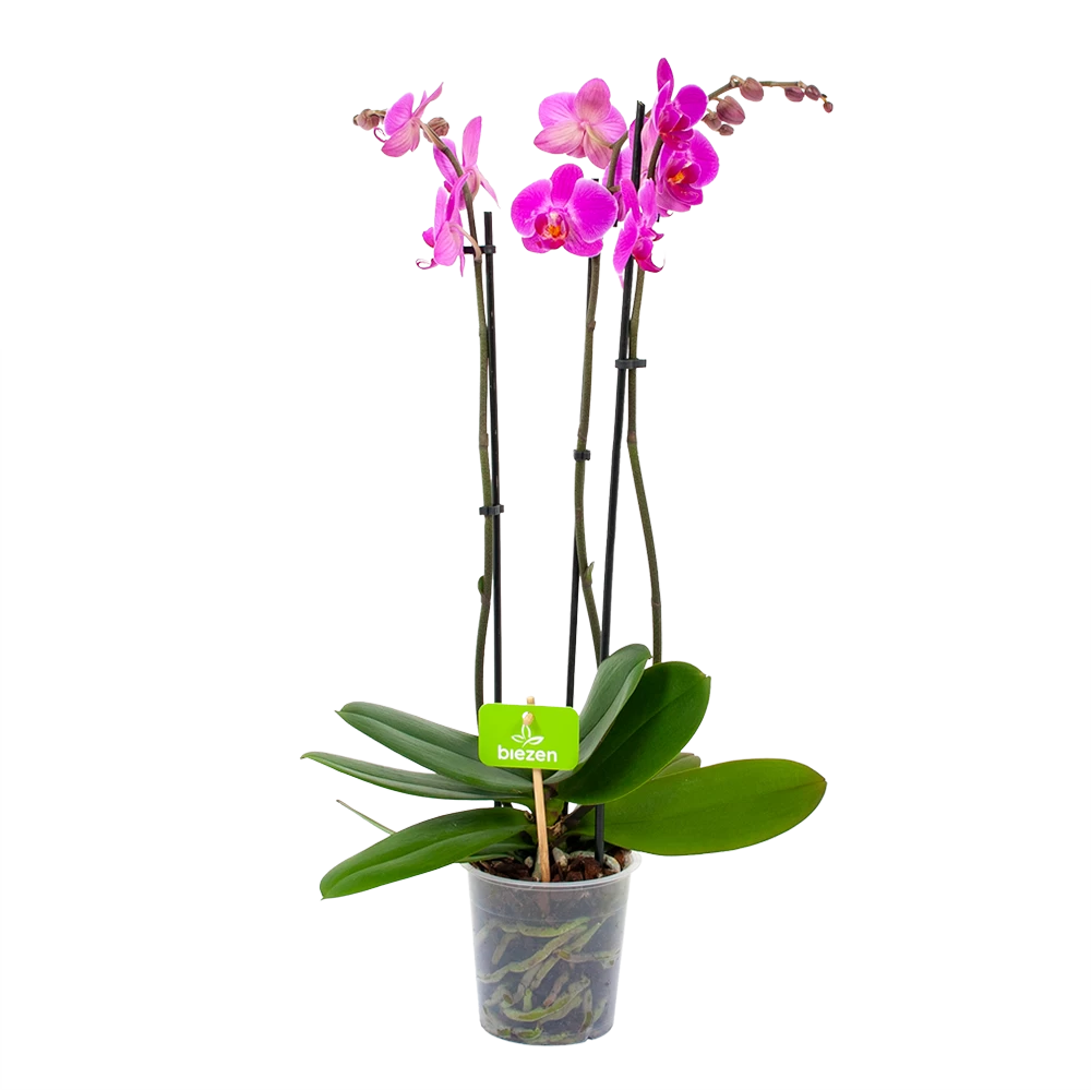 3 Taks Phalaenopsis Evolution - Vlinderorchidee - P12 H60 - Kamerplant 1 3 Taks Phalaenopsis Evolution - Vlinderorchidee - P12 H60 - Kamerplant