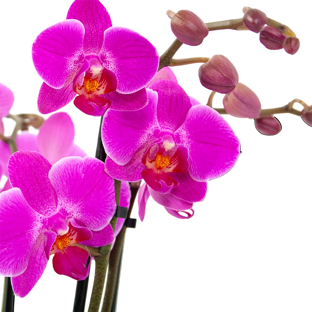 3 Taks Phalaenopsis Evolution - Vlinderorchidee - P12 H60 - Kamerplant 2 3 Taks Phalaenopsis Evolution - Vlinderorchidee - P12 H60 - Kamerplant - Afbeelding 2