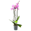 3 Taks Phalaenopsis Bloomington - Vlinderorchidee - P12 H60 - Kamerplant