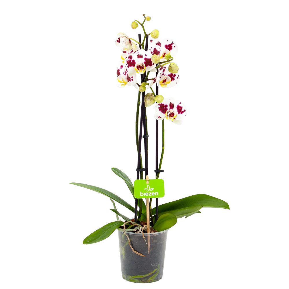 3 Taks Phalaenopsis Pop Art - Vlinderorchidee - P12 H60 - Kamerplant