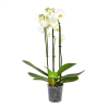3 Taks Phalaenopsis Lighthouse - Vlinderorchidee - P12 H60 - Kamerplant
