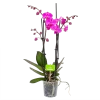4 Taks Phalaenopsis Evolution - Vlinderorchidee - P12 H60 - Kamerplant