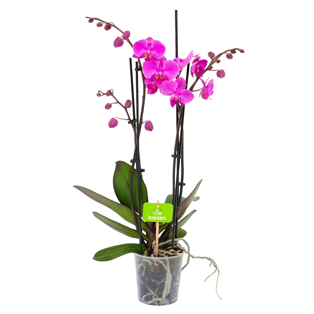 4 Taks Phalaenopsis Evolution - Vlinderorchidee - P12 H60 - Kamerplant 1 4 Taks Phalaenopsis Evolution - Vlinderorchidee - P12 H60 - Kamerplant
