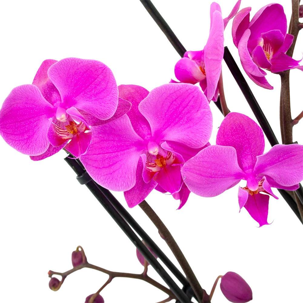 4 Taks Phalaenopsis Evolution - Vlinderorchidee - P12 H60 - Kamerplant 2 4 Taks Phalaenopsis Evolution - Vlinderorchidee - P12 H60 - Kamerplant - Afbeelding 2