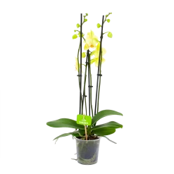 4 Taks Phalaenopsis Volterra - Vlinderorchidee - P12 H60 - Kamerplant