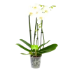 4 Taks Phalaenopsis Lighthouse - Vlinderorchidee - P12 H60 - Kamerplant