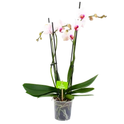 4 Taks Phalaenopsis Denver - Vlinderorchidee - P12 H60 - Kamerplant