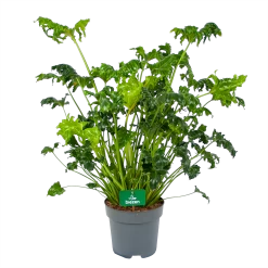 Philodendron Atlantis - P21 H75 - Kamerplant