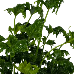 Philodendron Atlantis - P21 H75 - Kamerplant -Groene Tuin Verkoop philodendron atlantis p21 h75 kamerplant 4