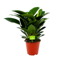Philodendron Congo Apple - P19 H60 - Kamerplant