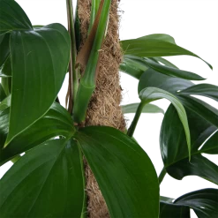 Philodendron Florida Beauty Op Mosstok - P24 H80 - Kamerplant -Groene Tuin Verkoop philodendron florida beauty op mosstok p24 h80 6 1
