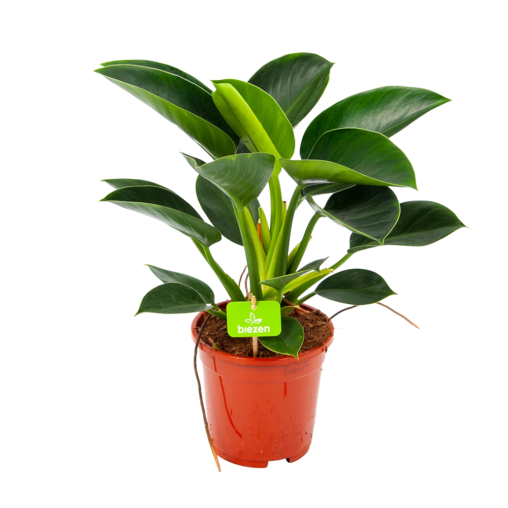 Philodendron Green Princess - P17 H50 - Kamerplant 1 Philodendron Green Princess - P17 H50 - Kamerplant