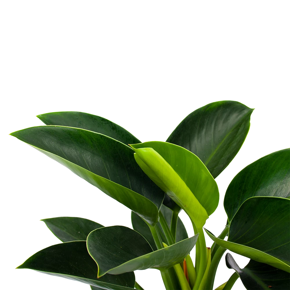 Philodendron Green Princess - P17 H50 - Kamerplant 2 Philodendron Green Princess - P17 H50 - Kamerplant - Afbeelding 2