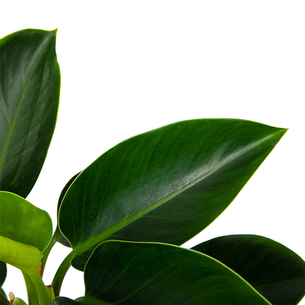 Philodendron Green Princess - P17 H50 - Kamerplant 3 Philodendron Green Princess - P17 H50 - Kamerplant - Afbeelding 3