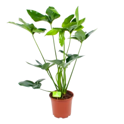 Philodendron Green Wonder - P19 H75 - Kamerplant