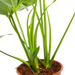 Philodendron Green Wonder - P19 H75 - Kamerplant -Groene Tuin Verkoop philodendron green wonder p19 h75 3 2