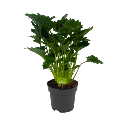 Philodendron Grizzly - P21 H55 - Kamerplant