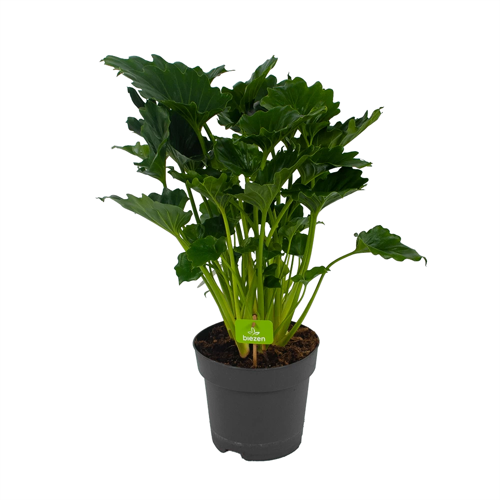 Philodendron Grizzly - P21 H55 - Kamerplant 1 Philodendron Grizzly - P21 H55 - Kamerplant