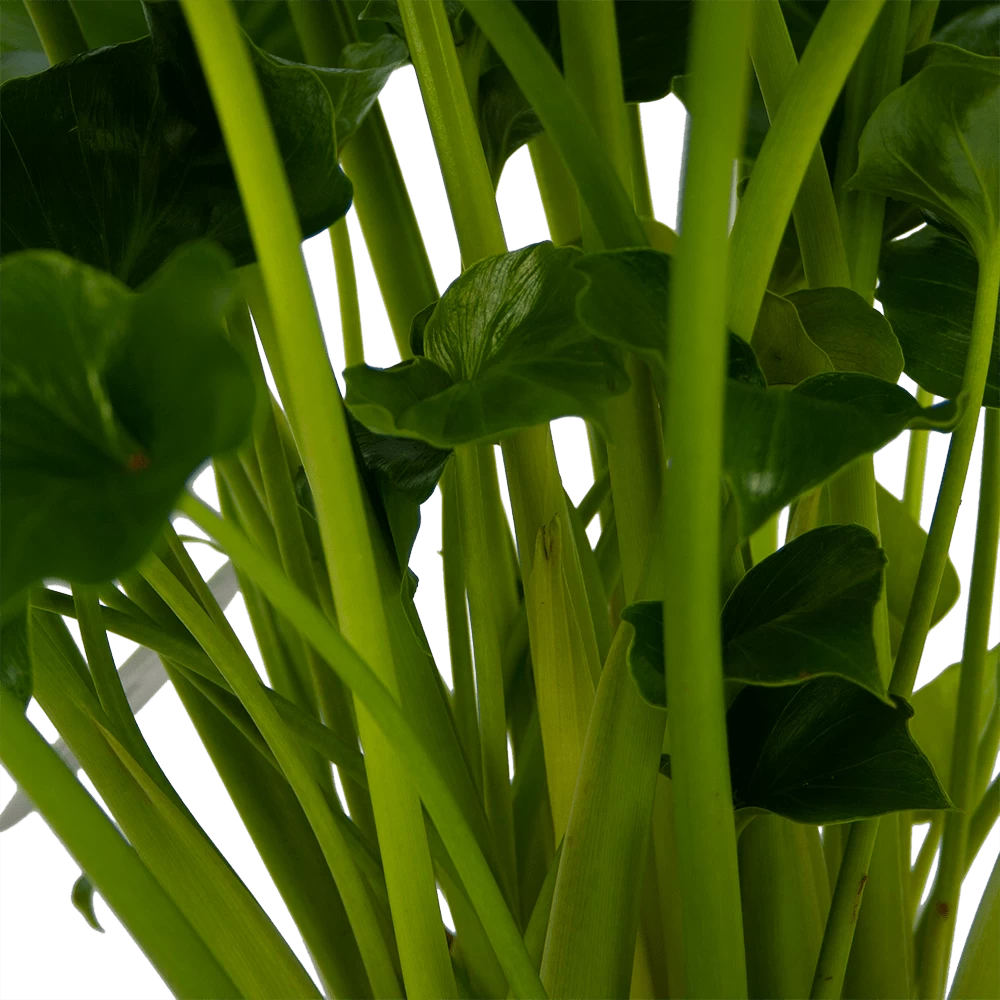 Philodendron Grizzly - P21 H55 - Kamerplant 2 Philodendron Grizzly - P21 H55 - Kamerplant - Afbeelding 2