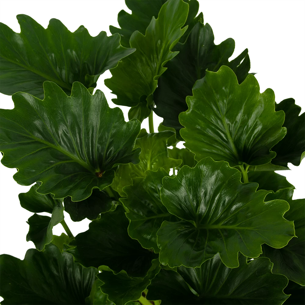 Philodendron Grizzly - P21 H55 - Kamerplant 3 Philodendron Grizzly - P21 H55 - Kamerplant - Afbeelding 3