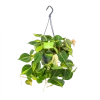 Philodendron Scandens Brasil - In Hangpot - P14 H35 - Kamerplant
