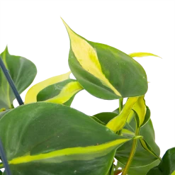 Philodendron Scandens Brasil - In Hangpot - P14 H35 - Kamerplant -Groene Tuin Verkoop philodendron scandens brasil in hangpot p14 h35 6 1