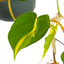 Philodendron Scandens Brasil - In Hangpot - P17 H35 - Kamerplant -Groene Tuin Verkoop philodendron scandens brasil in hangpot p17 h35 6