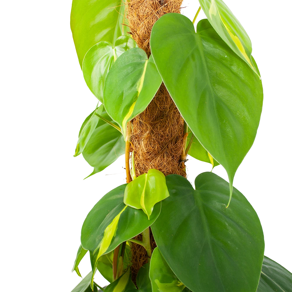 Philodendron Scandens Brasil Op Mosstok - P17 H75 - Kamerplant 2 Philodendron Scandens Brasil Op Mosstok - P17 H75 - Kamerplant - Afbeelding 2