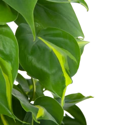 Philodendron Scandens Brasil Op Mosstok - P17 H75 - Kamerplant 6 Philodendron Scandens Brasil Op Mosstok - P17 H75 - Kamerplant -Groene Tuin Verkoop philodendron scandens brasil op mosstok p17 h75 6 1