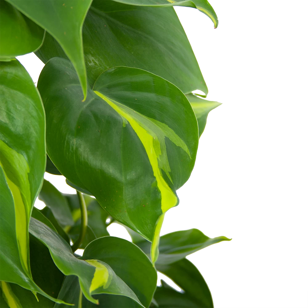 Philodendron Scandens Brasil Op Mosstok - P17 H75 - Kamerplant 3 Philodendron Scandens Brasil Op Mosstok - P17 H75 - Kamerplant - Afbeelding 3