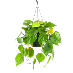Philodendron Scandens - In Hangpot - P17 H35 - Kamerplant