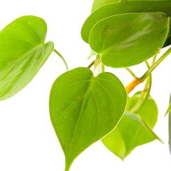 Philodendron Scandens - In Hangpot - P17 H35 - Kamerplant 6 Philodendron Scandens - In Hangpot - P17 H35 - Kamerplant -Groene Tuin Verkoop philodendron scandens in hangpot p17 h35 6