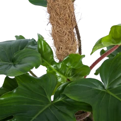 Philodendron Squamiferum Piramide Op Mosstok - P24 H70 - Kamerplant -Groene Tuin Verkoop philodendron squamiferum piramide op mosstok p24 h70 6