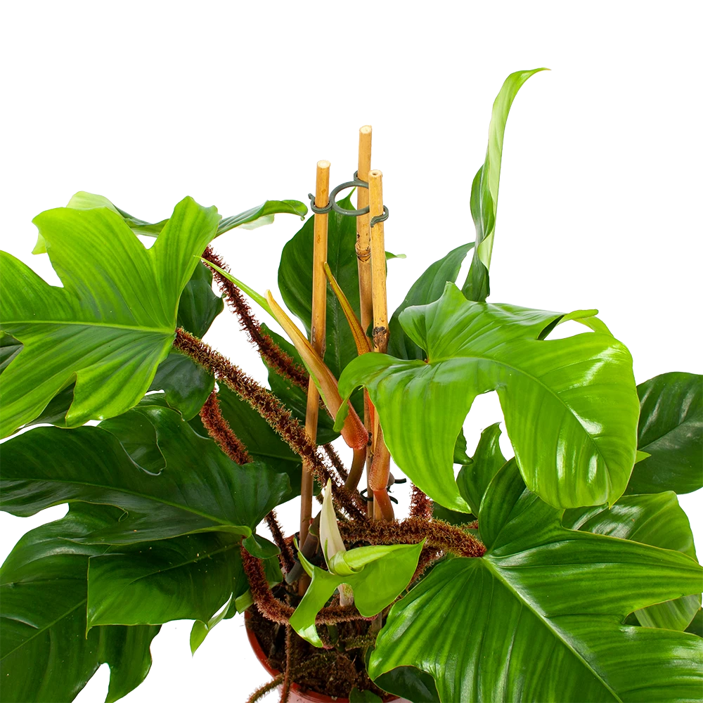 Philodendron Squamiferum Piramide - P19 H75 - Kamerplant 2 Philodendron Squamiferum Piramide - P19 H75 - Kamerplant - Afbeelding 2