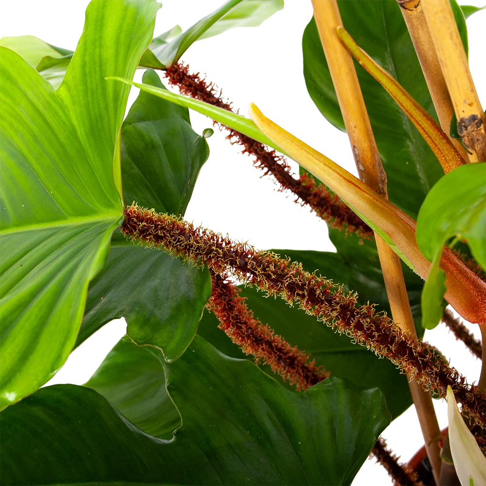 Philodendron Squamiferum Piramide - P19 H75 - Kamerplant 3 Philodendron Squamiferum Piramide - P19 H75 - Kamerplant - Afbeelding 3