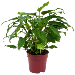 Philodendron Xanadu - P19 H50 - Kamerplant