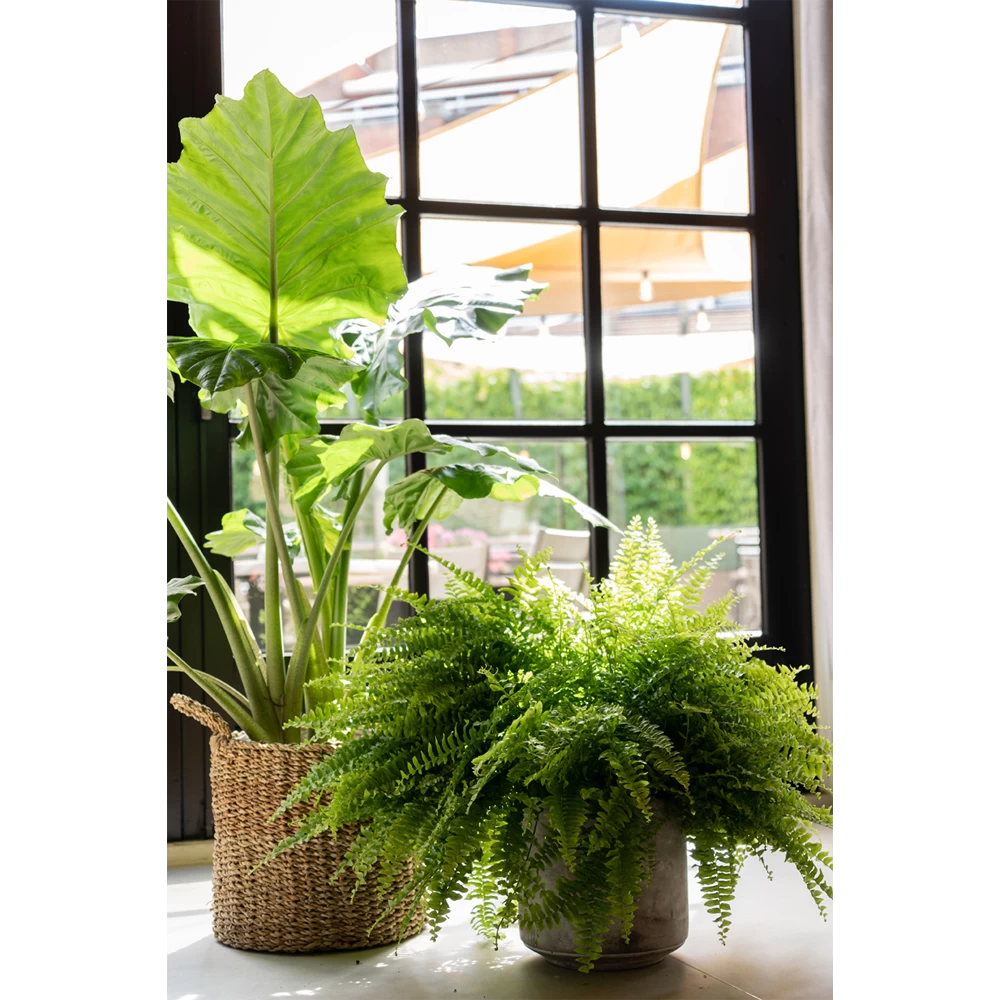 Plantenmand Joris - D38 X H33cm - Naturel 2 Plantenmand Joris - D38 X H33cm - Naturel - Afbeelding 2