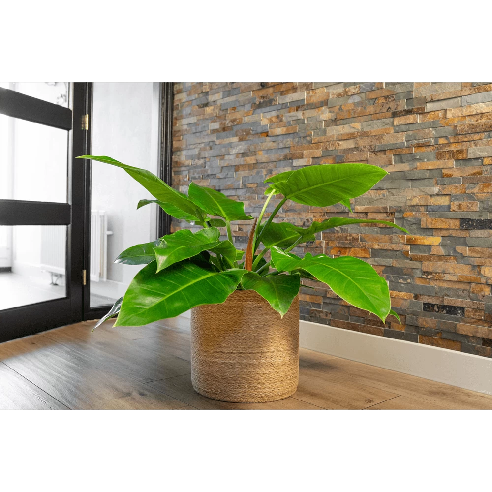 Plantenmand Stef - D33 X H33cm - Naturel 2 Plantenmand Stef - D33 X H33cm - Naturel - Afbeelding 2