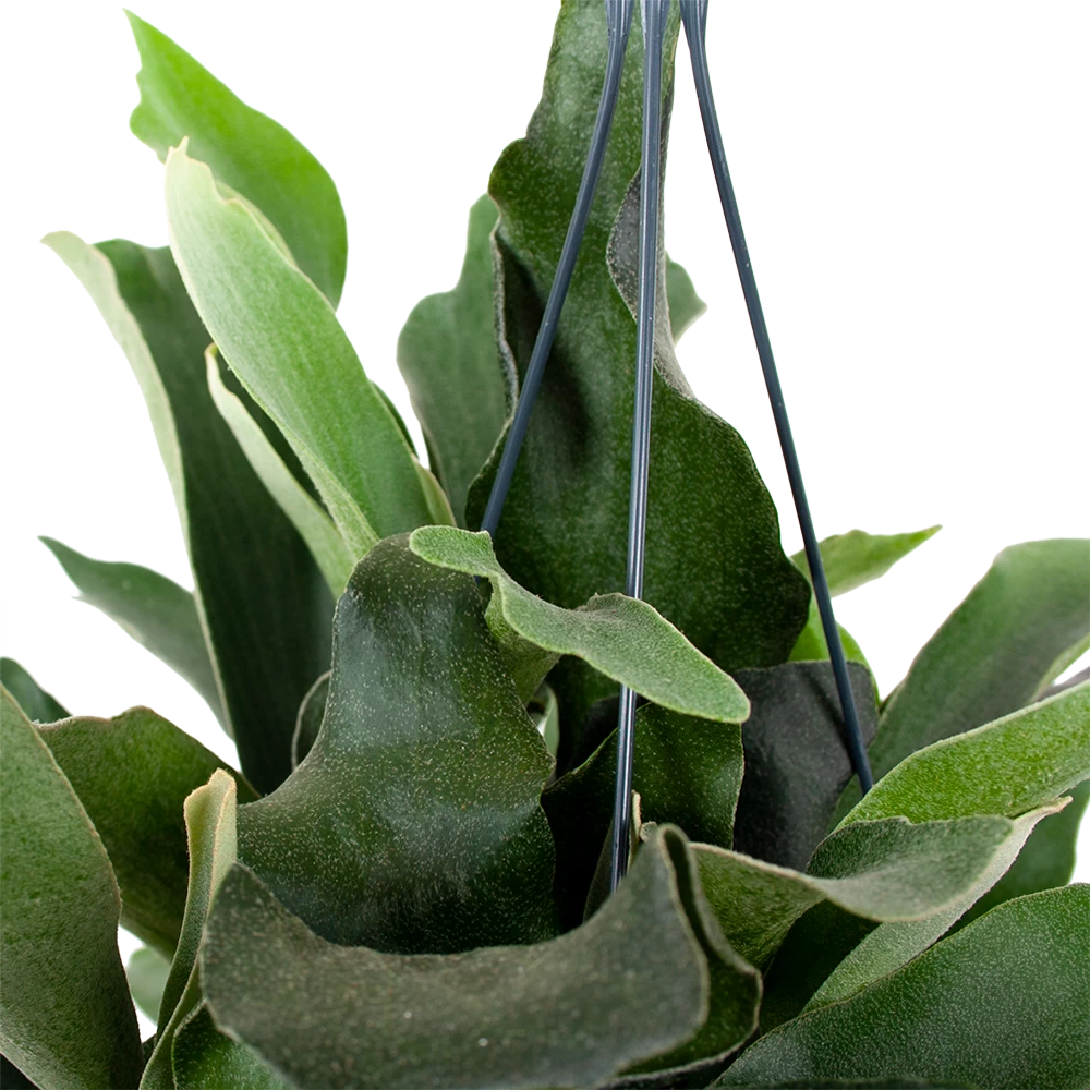 Platycerium Bifurcatum - Hertshoornvaren - In Hangpot - P17 H35 - Kamerplant 2 Platycerium Bifurcatum - Hertshoornvaren - In Hangpot - P17 H35 - Kamerplant - Afbeelding 2