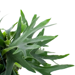 Platycerium Bifurcatum - Hertshoornvaren - In Hangpot - P21 H60 - Kamerplant -Groene Tuin Verkoop platycerium bifurcatum hertshoornvaren in hangpot p21 h60 6