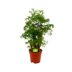 Polyscias Hawaiiana Ming - Aralia - P19 H65 - Kamerplant