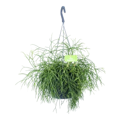 Groene Tuin Verkoop 14 Rhipsalis Cassutha - Koraalcactus - In Hangpot - P17 H40 - Kamerplant