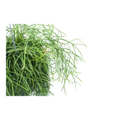 Groene Tuin Verkoop -Groene Tuin Verkoop rhipsalis cassutha koraalcactus in hangpot p17 h40 5